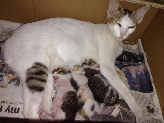 11202748_838249899557854_1614753929_o