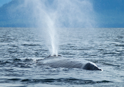 Coming to the&nbsp;Breath